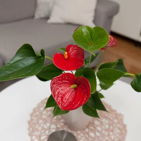 Apartman Edita زادار